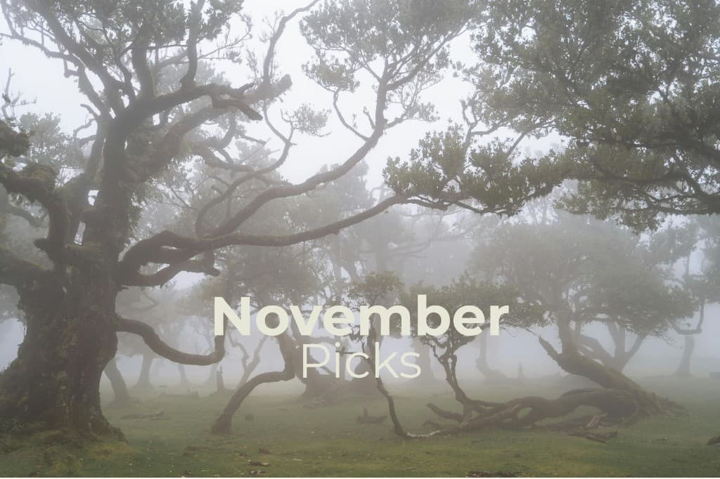 Nebelwald mit alten Lorbeerbäumen und dem Schriftzug November Picks