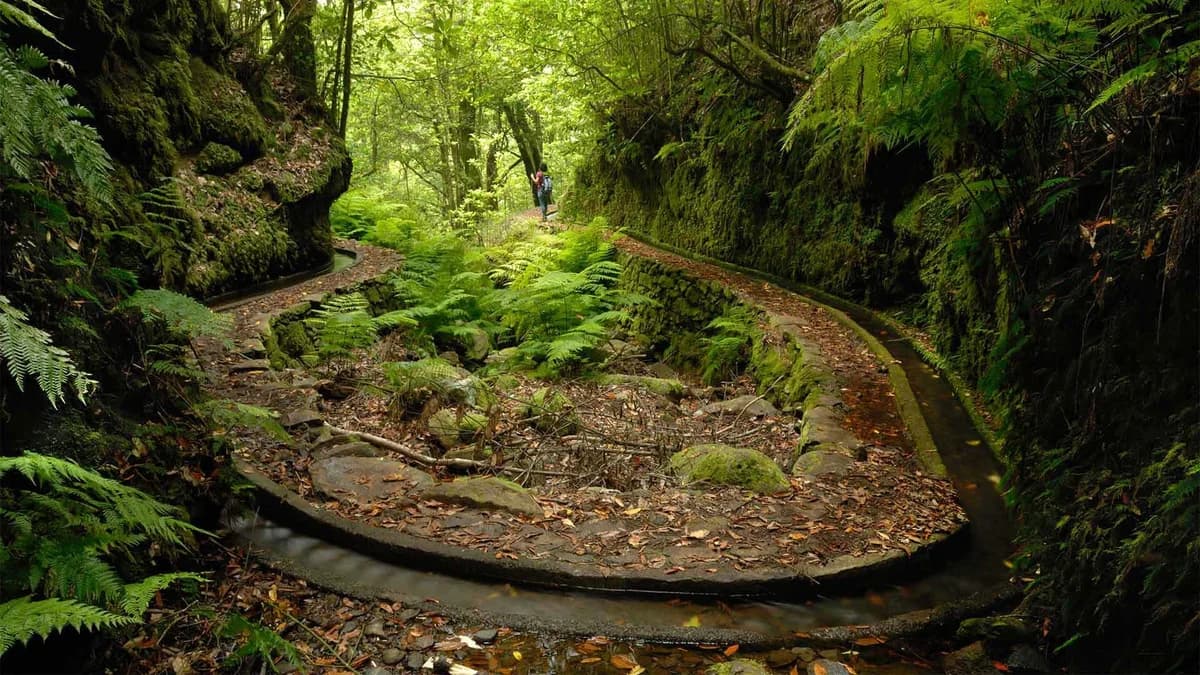 a woman walking along the levada dos cedros in a lush forest