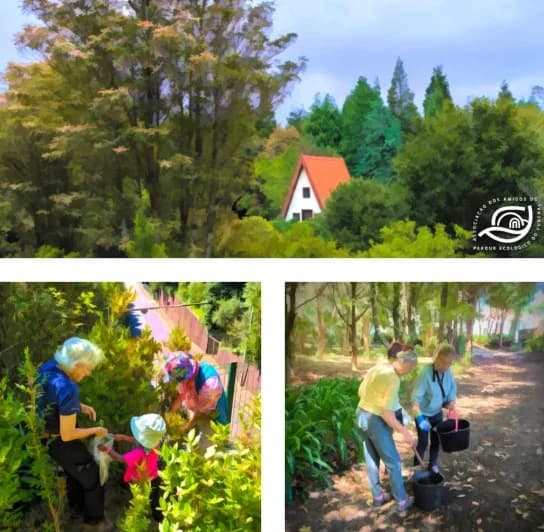 Volunteering - Plantação e Manutenção (Pico do Arreiro)
