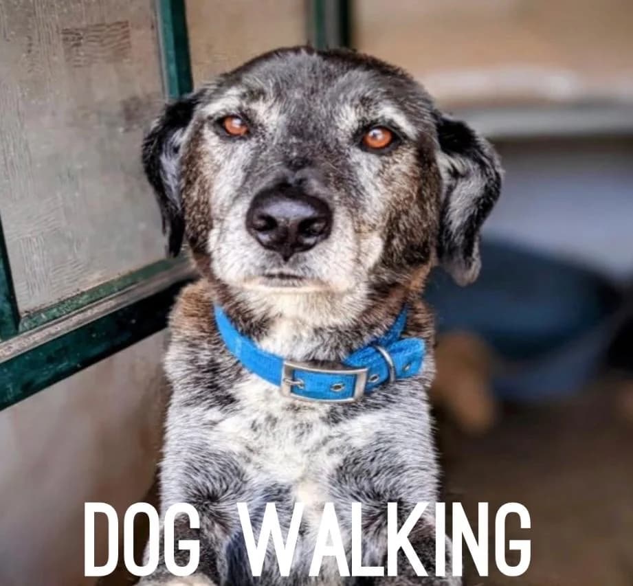 Walking the Machico PAWS