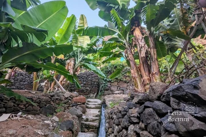 Banana Walk