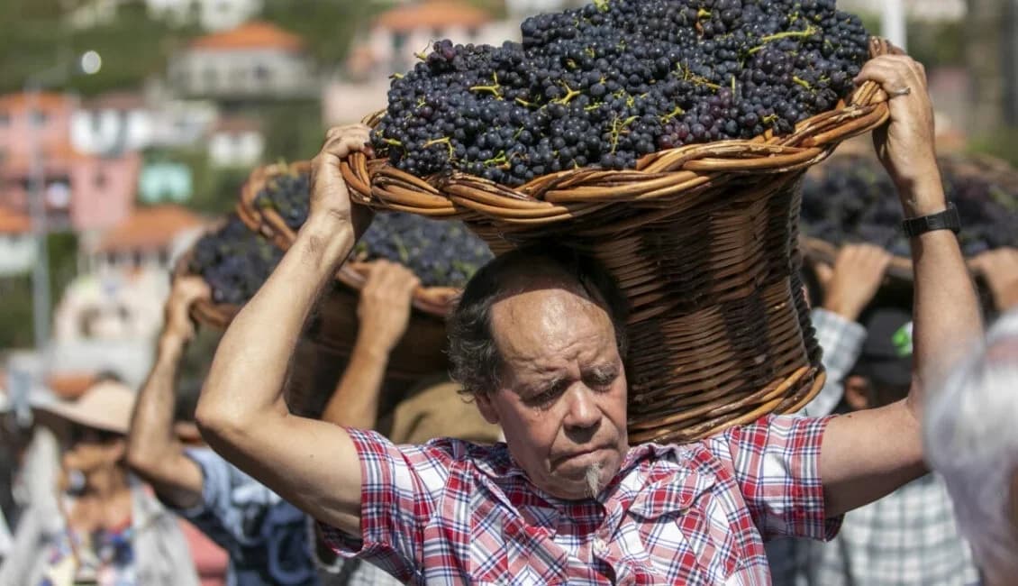 Grape harvest in Estreito de Câmara de Lobos