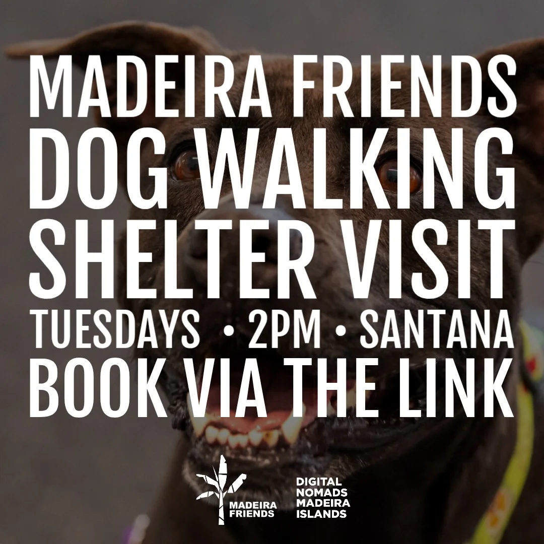 Madeira Friends Dog Walking Shelter Visit