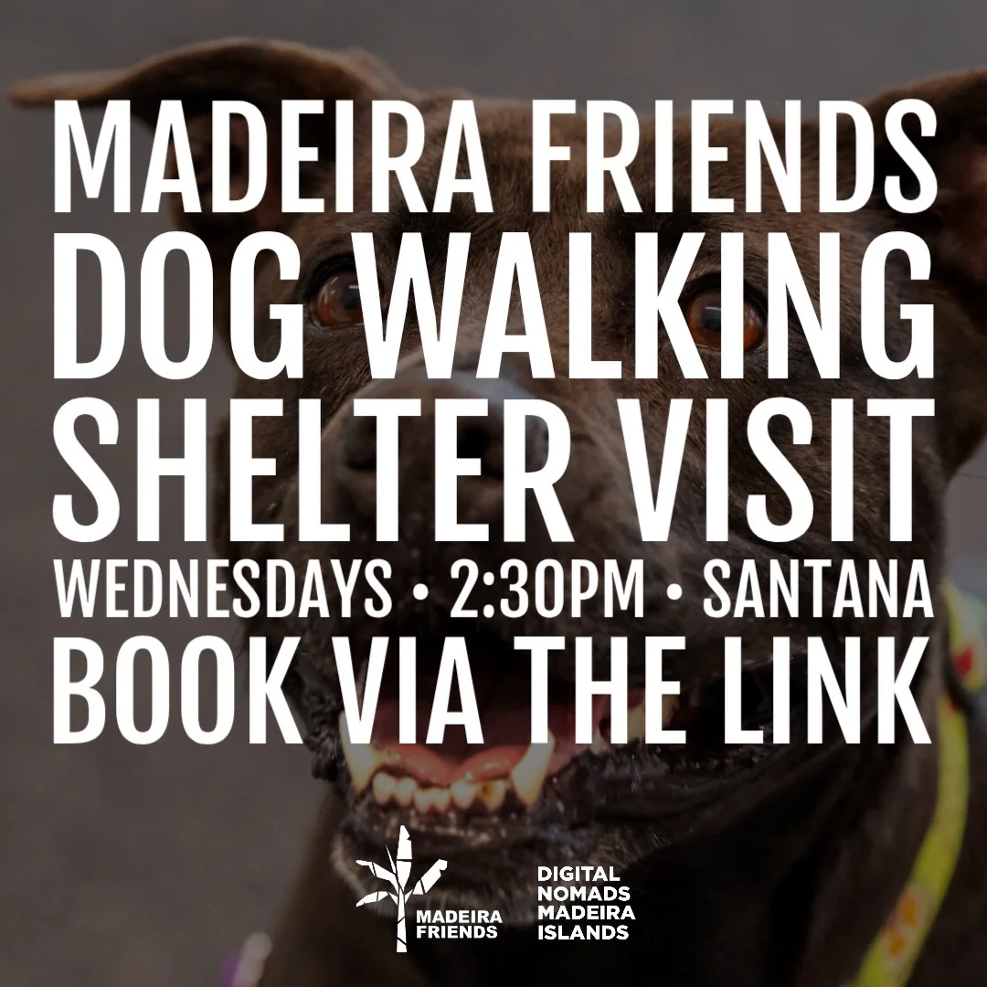 Madeira Friends Dog Walking Shelter Visit
