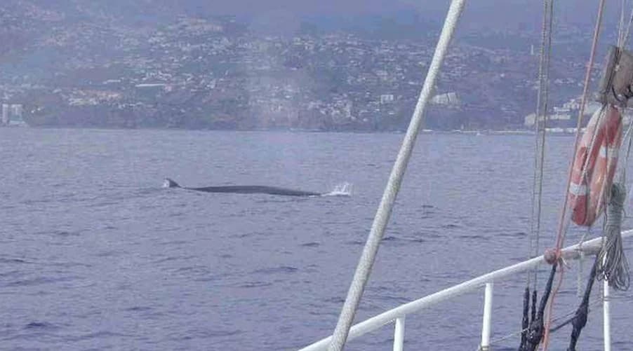 Whale Fest