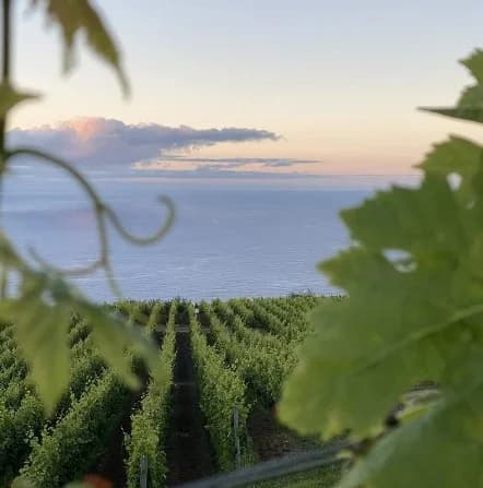 Vineyard Visit & Madeira Wine Tasting