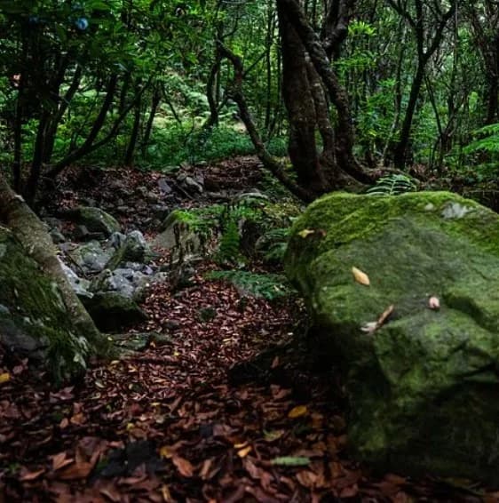 Nature Walk Through Volcanic Landscapes