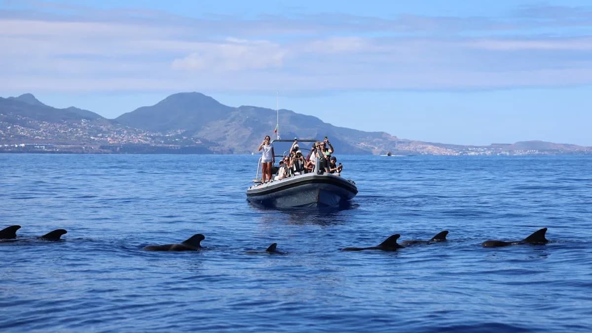 Rota dos Cetáceos - Whale & Dolphin Watching