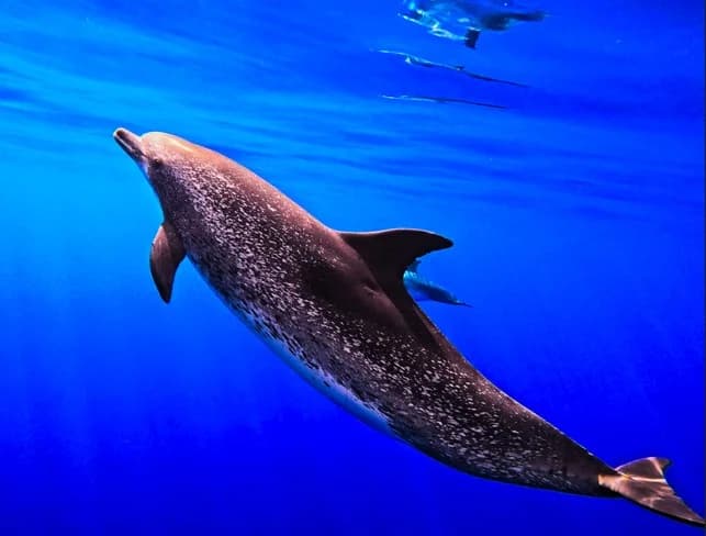 Blue Safari Madeira