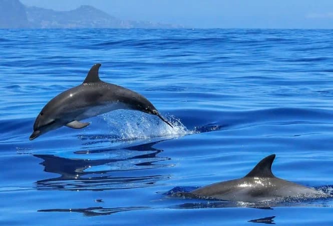 OceanSee Whale Watching