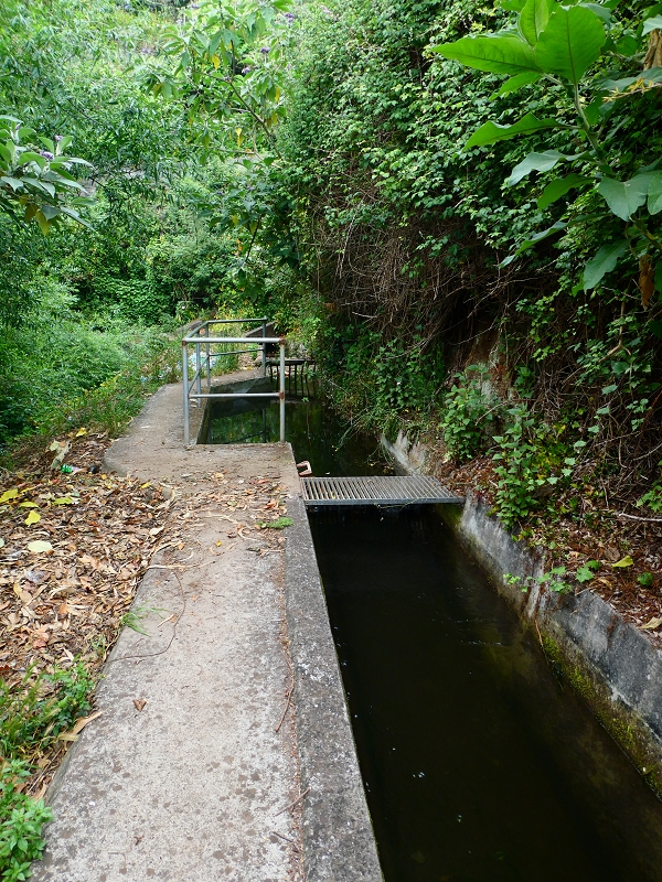 01.07.2018 Rundtour Levada dos Tornos - Levada da Serra do Faial zwischen Camacha und Choupana — Weiter zum Pinheirinho-Tunnel — Foto 5