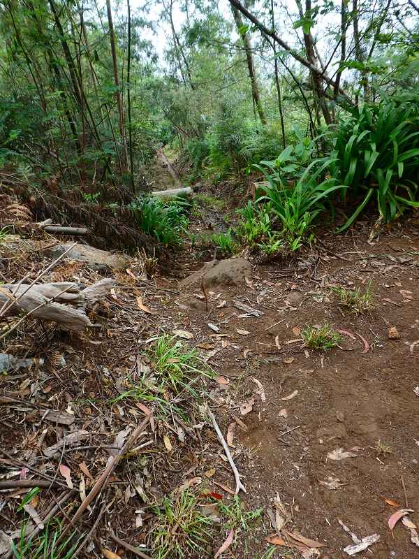 Levada da Serra do Faial von Lamaceiros/Lombo da Raiz zum Pico do Infante — Abschnitt 4 — Foto 5