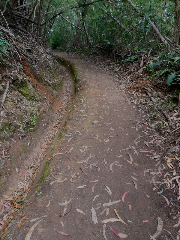 Levada da Serra do Faial von Lamaceiros/Lombo da Raiz zum Pico do Infante — Abschnitt 4 — Foto 1