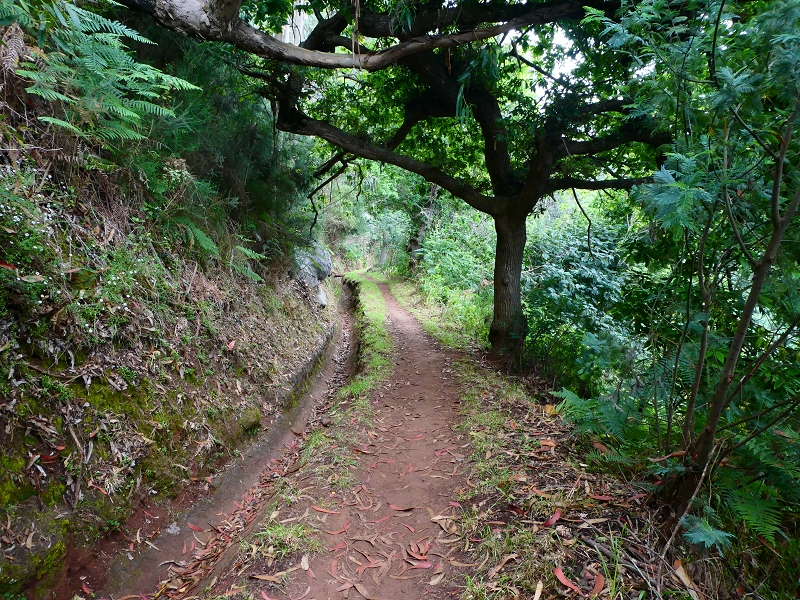 Levada da Serra do Faial von Lamaceiros/Lombo da Raiz zum Pico do Infante — Abschnitt 4 — Foto 2