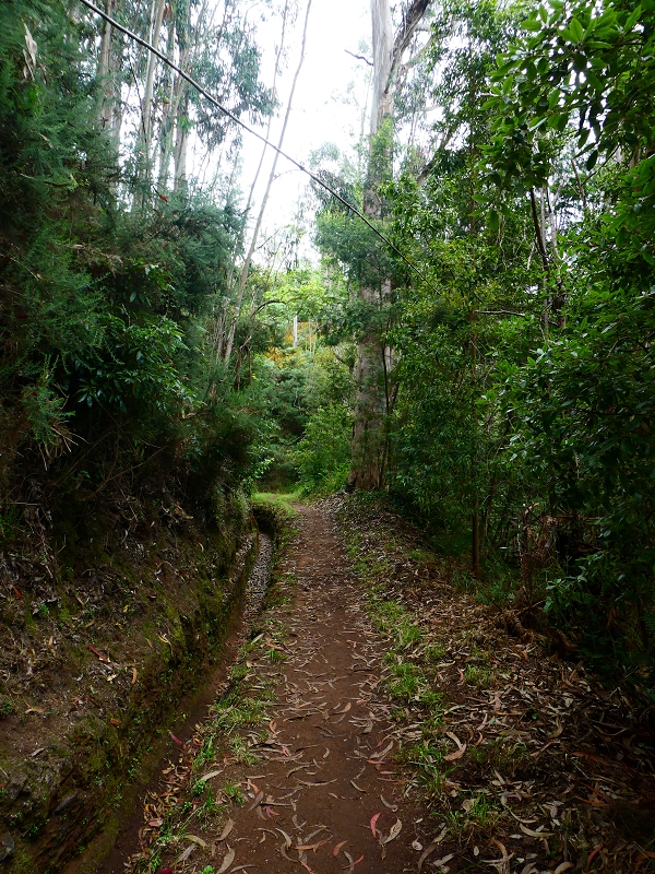 Levada da Serra do Faial von Lamaceiros/Lombo da Raiz zum Pico do Infante — Abschnitt 4 — Foto 3
