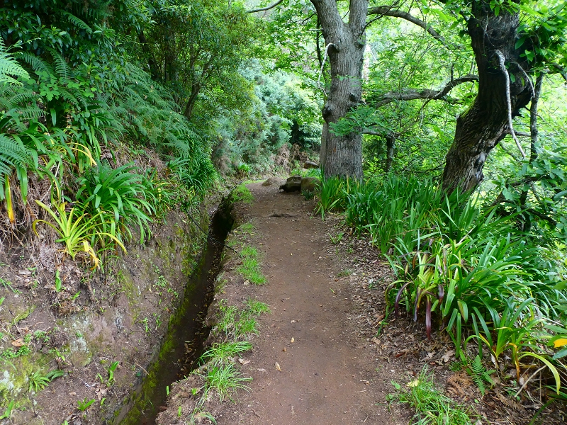 Levada da Serra do Faial von Lamaceiros/Lombo da Raiz zum Pico do Infante — Abschnitt 4 — Foto 4