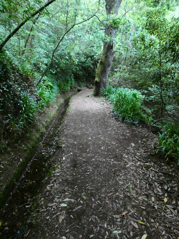 Levada da Serra do Faial von Lamaceiros/Lombo da Raiz zum Pico do Infante — Abschnitt 4 — Foto 7