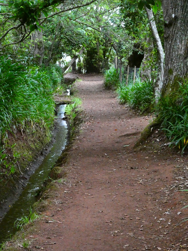 Levada da Serra do Faial von Lamaceiros/Lombo da Raiz zum Pico do Infante — Abschnitt 3 — Foto 8