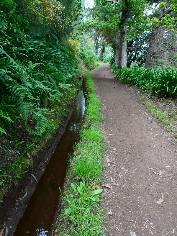 Levada da Serra do Faial von Lamaceiros/Lombo da Raiz zum Pico do Infante — Abschnitt 3 — Foto 10