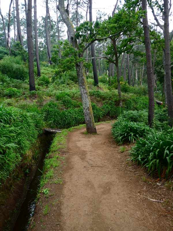Levada da Serra do Faial von Lamaceiros/Lombo da Raiz zum Pico do Infante — Abschnitt 3 — Foto 17