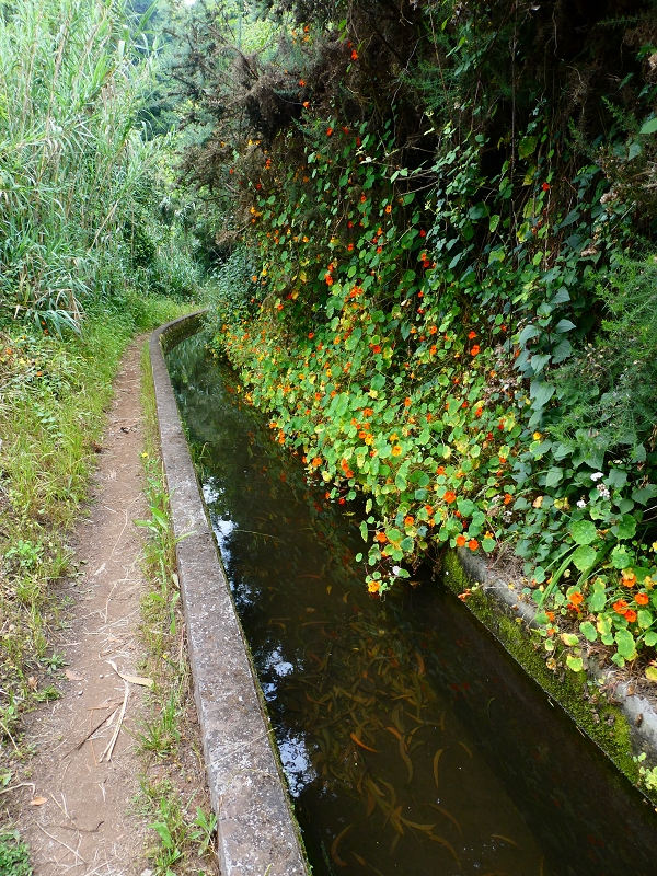 01.07.2018 Rundtour Levada dos Tornos - Levada da Serra do Faial zwischen Camacha und Choupana — Weiter zum Pinheirinho-Tunnel — Foto 11