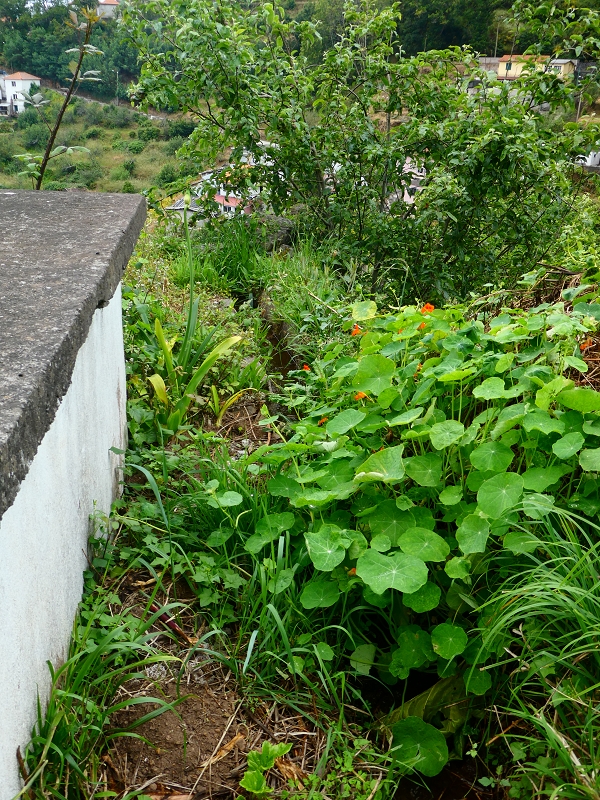 01.07.2018 Rundtour Levada dos Tornos - Levada da Serra do Faial zwischen Camacha und Choupana — Auf der Levada do Pico do Arvoredo Richtung Camacha — Foto 7