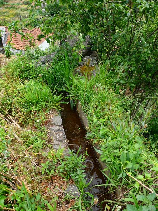 01.07.2018 Rundtour Levada dos Tornos - Levada da Serra do Faial zwischen Camacha und Choupana — Auf der Levada do Pico do Arvoredo Richtung Camacha — Foto 8