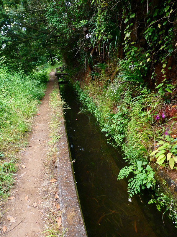 01.07.2018 Rundtour Levada dos Tornos - Levada da Serra do Faial zwischen Camacha und Choupana — Weiter zum Pinheirinho-Tunnel — Foto 15
