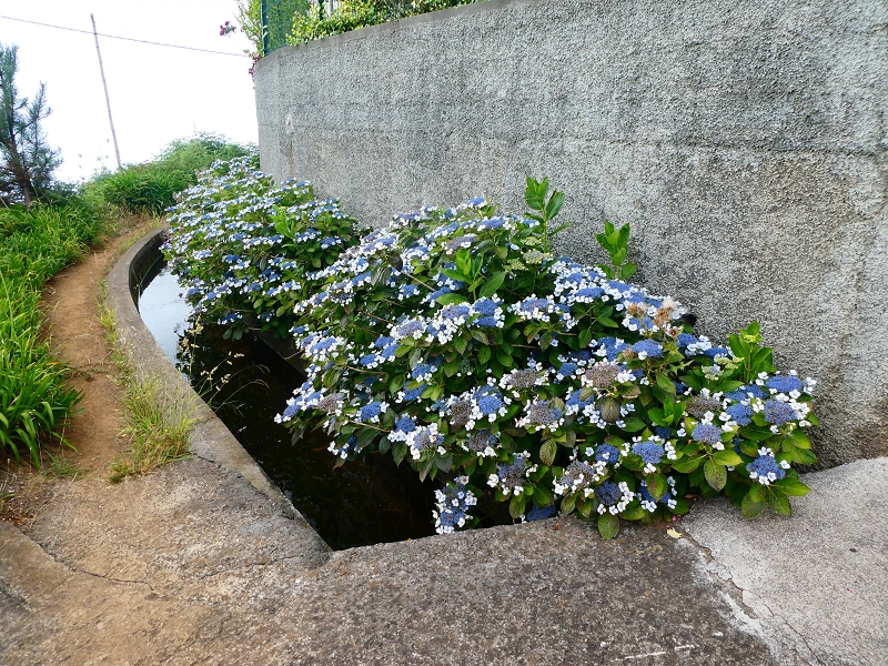 Levada dos Tornos sul — Troço 3 — foto 12
