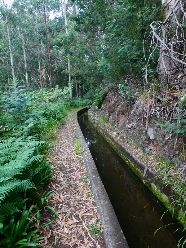 01.07.2018 Rundtour Levada dos Tornos - Levada da Serra do Faial zwischen Camacha und Choupana — Weiter zum Pinheirinho-Tunnel — Foto 22