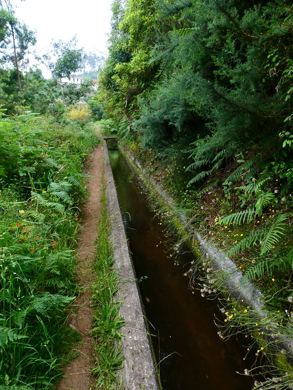 01.07.2018 Rundtour Levada dos Tornos - Levada da Serra do Faial zwischen Camacha und Choupana — Weiter zum Pinheirinho-Tunnel — Foto 24
