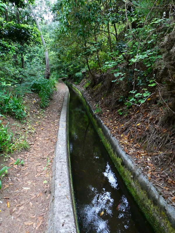 01.07.2018 Rundtour Levada dos Tornos - Levada da Serra do Faial zwischen Camacha und Choupana — Weiter zum Pinheirinho-Tunnel — Foto 25