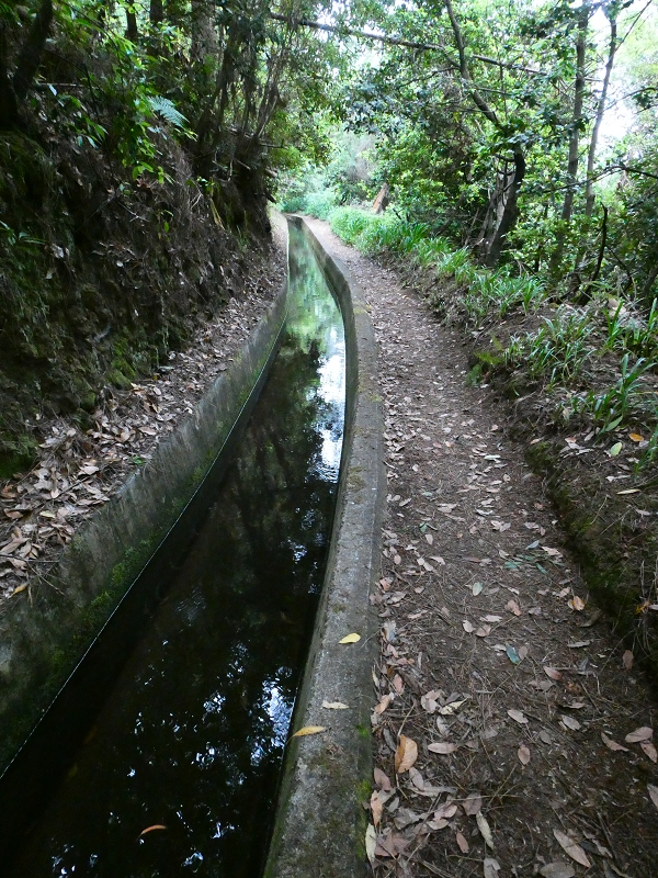 01.07.2018 Rundtour Levada dos Tornos - Levada da Serra do Faial zwischen Camacha und Choupana — Weiter zum Pinheirinho-Tunnel — Foto 26