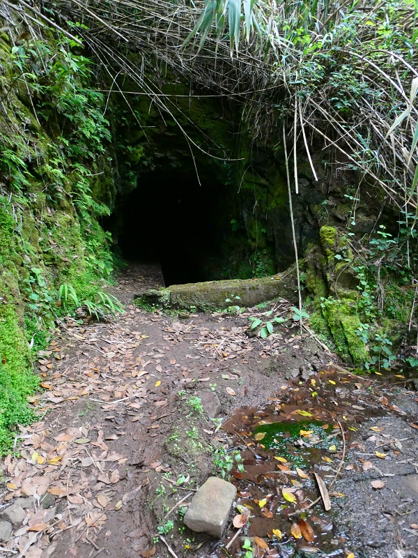 01.07.2018 Rundtour Levada dos Tornos - Levada da Serra do Faial zwischen Camacha und Choupana — Weiter zum Pinheirinho-Tunnel — Foto 28