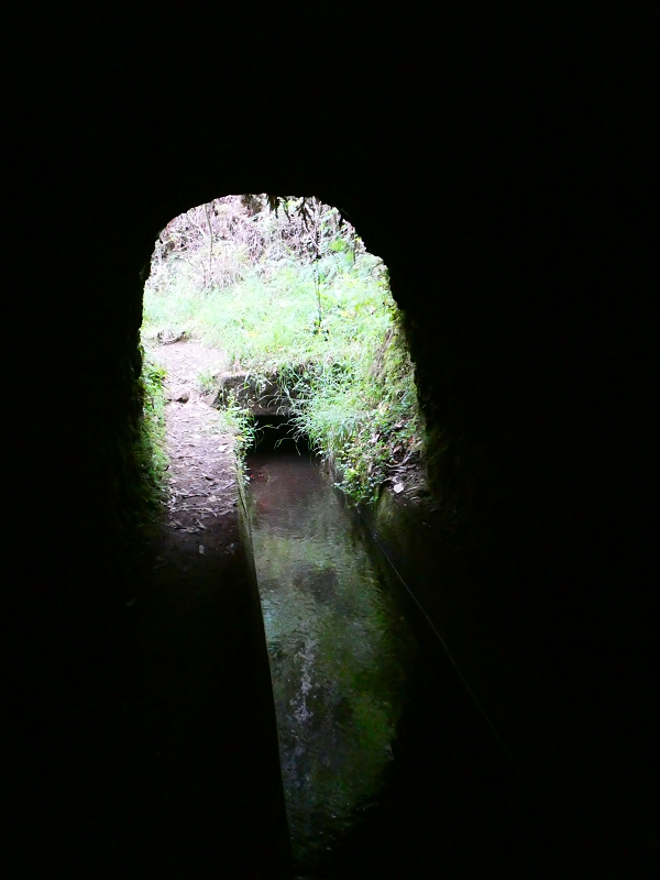 01.07.2018 Rundtour Levada dos Tornos - Levada da Serra do Faial zwischen Camacha und Choupana — Weiter zum Pinheirinho-Tunnel — Foto 30