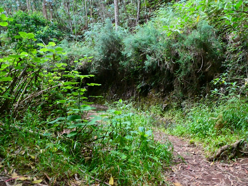 01.07.2018 Rundtour Levada dos Tornos - Levada da Serra do Faial zwischen Camacha und Choupana — Weiter zum Pinheirinho-Tunnel — Foto 31