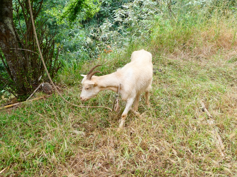 01.07.2018 Rundtour Levada dos Tornos - Levada da Serra do Faial zwischen Camacha und Choupana — Weiter nach Palheiro Ferreiro — Foto 4