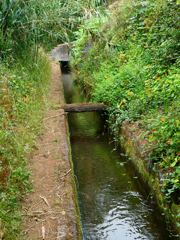01.07.2018 Rundtour Levada dos Tornos - Levada da Serra do Faial zwischen Camacha und Choupana — Weiter nach Palheiro Ferreiro — Foto 5