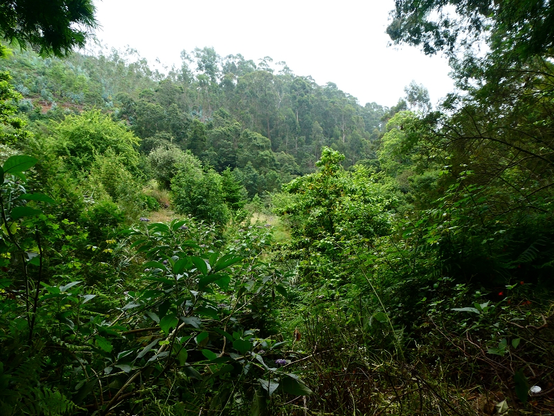 01.07.2018 Rundtour Levada dos Tornos - Levada da Serra do Faial zwischen Camacha und Choupana — Weiter nach Palheiro Ferreiro — Foto 6