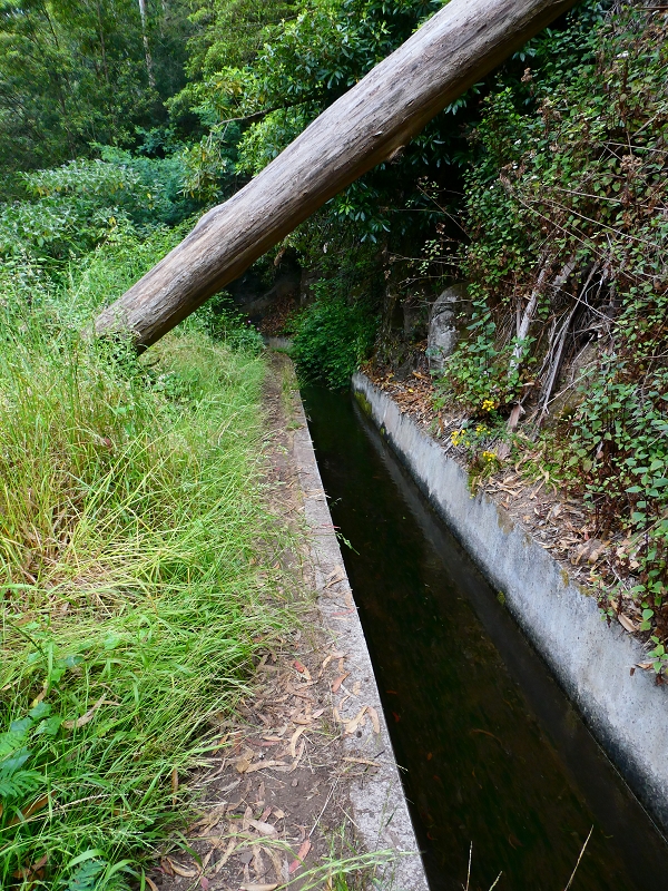 01.07.2018 Rundtour Levada dos Tornos - Levada da Serra do Faial zwischen Camacha und Choupana — Richtung Choupana — Foto 5