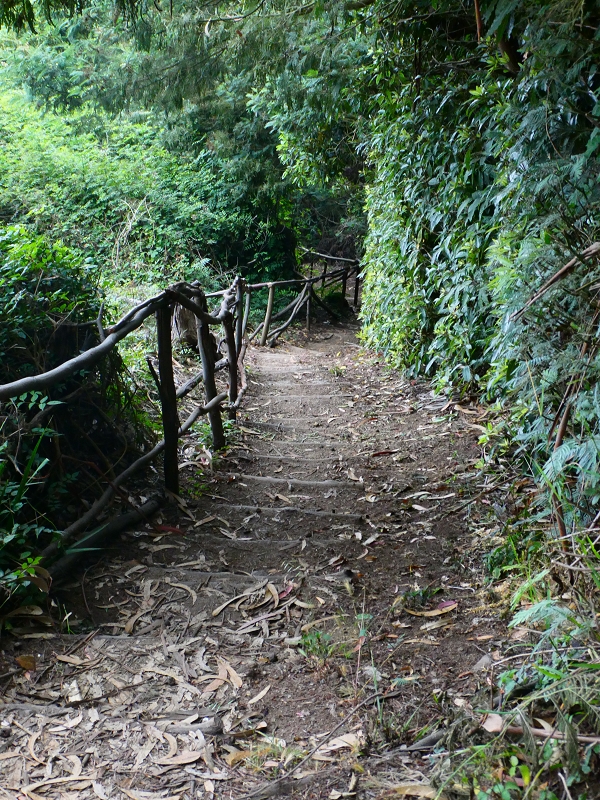 01.07.2018 Rundtour Levada dos Tornos - Levada da Serra do Faial zwischen Camacha und Choupana — Richtung Choupana — Foto 7