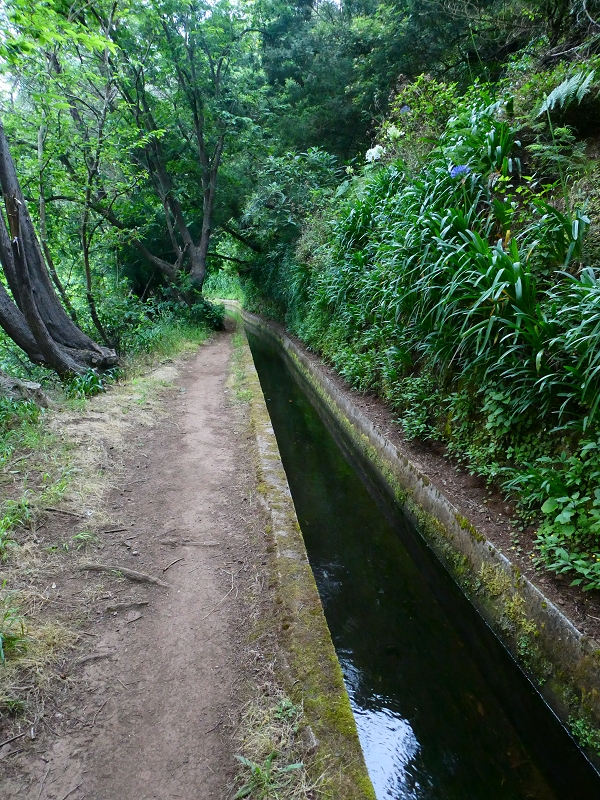01.07.2018 Rundtour Levada dos Tornos - Levada da Serra do Faial zwischen Camacha und Choupana — Richtung Choupana — Foto 12