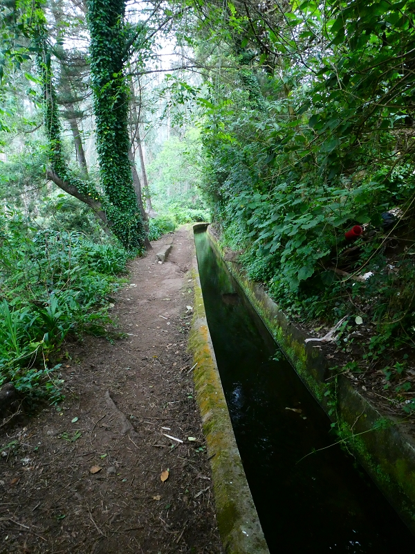 01.07.2018 Rundtour Levada dos Tornos - Levada da Serra do Faial zwischen Camacha und Choupana — Richtung Choupana — Foto 13
