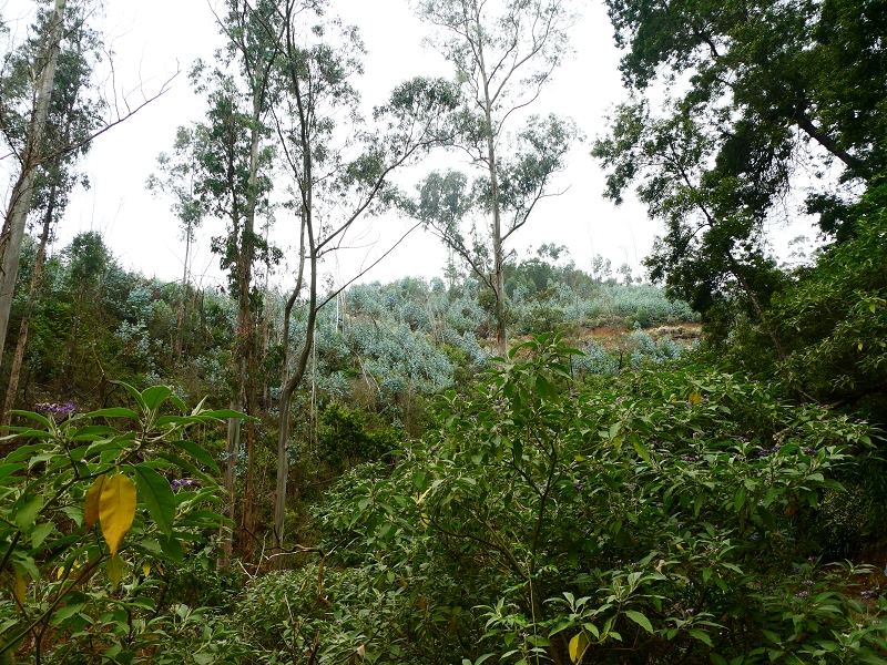 01.07.2018 Rundtour Levada dos Tornos - Levada da Serra do Faial zwischen Camacha und Choupana — Richtung Choupana — Foto 14
