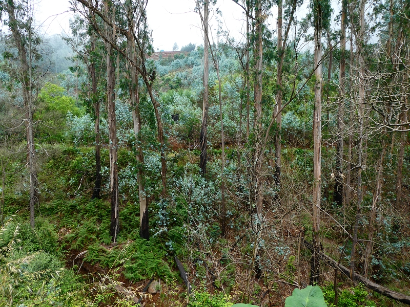 01.07.2018 Rundtour Levada dos Tornos - Levada da Serra do Faial zwischen Camacha und Choupana — Richtung Choupana — Foto 16