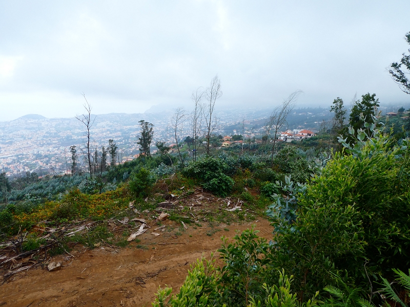 01.07.2018 Rundtour Levada dos Tornos - Levada da Serra do Faial zwischen Camacha und Choupana — Richtung Choupana — Foto 18
