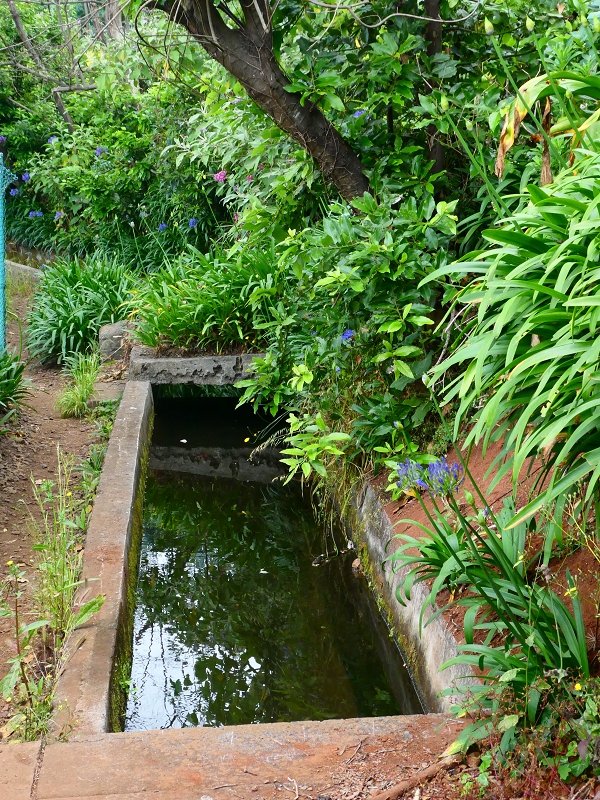 01.07.2018 Rundtour Levada dos Tornos - Levada da Serra do Faial zwischen Camacha und Choupana — Richtung Choupana — Foto 25