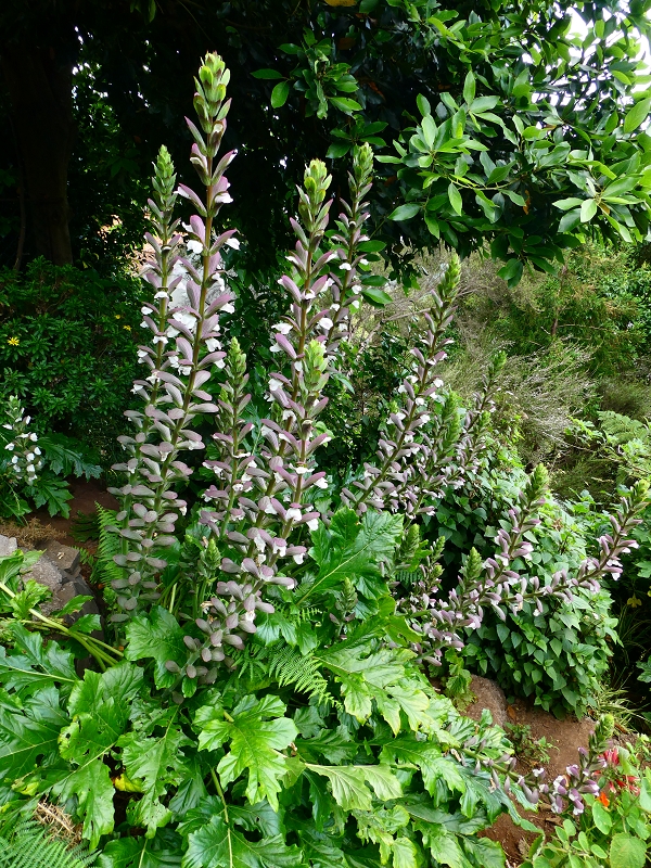 01.07.2018 Rundtour Levada dos Tornos - Levada da Serra do Faial zwischen Camacha und Choupana — Weiter zum Pinheirinho-Tunnel — Foto 4