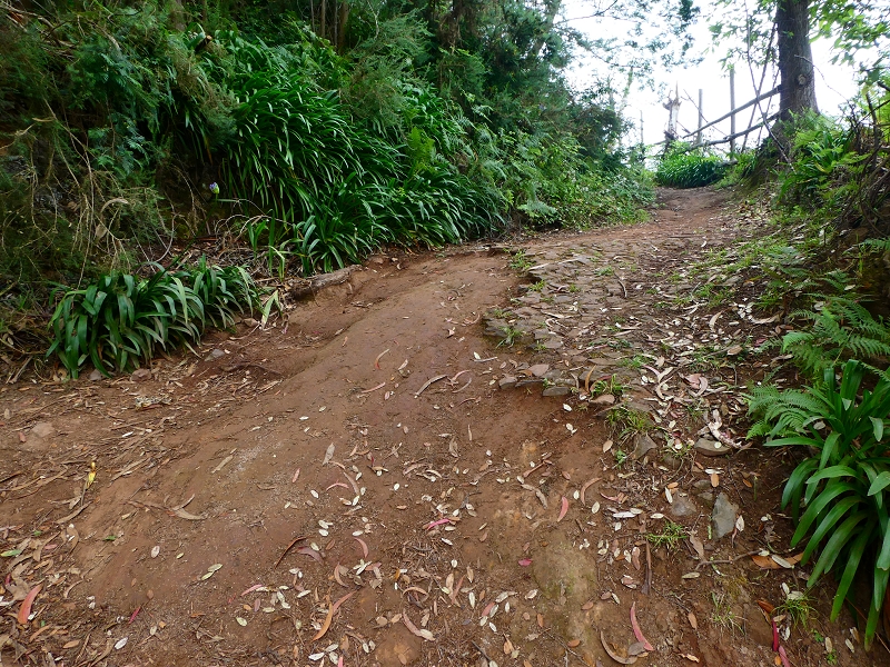 01.07.2018 Rundtour Levada dos Tornos - Levada da Serra do Faial zwischen Camacha und Choupana — Auf dem Caminho do Meio zur Levada da Serra do Faial — Foto 12