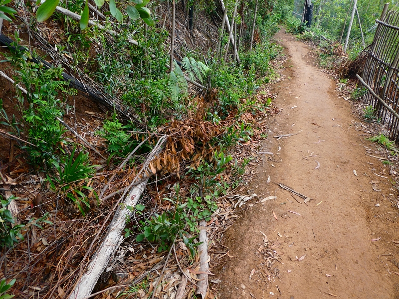 Levada da Serra do Faial von Lamaceiros/Lombo da Raiz zum Pico do Infante — Abschnitt 4 — Foto 5